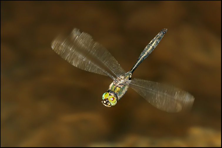 Somatochlora meridionalis in volo